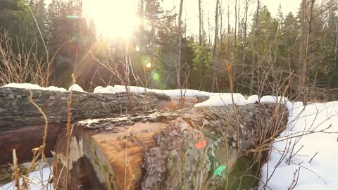 Two logs laying in the snow. Stock Footage 238998328