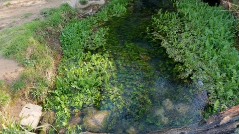Two logs serving as a bridge over crystal clear stream of water. Video stock 127244823