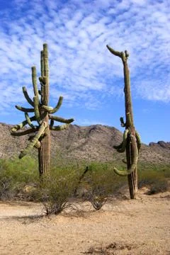 Two lone cacti Stock Photos