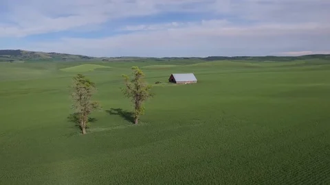 Two Lone Trees Barn Field Agriculture Palouse, Washington Stock Footage 101623550