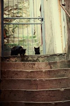 Two lonely cats looking down from stairs in the old European city Stock Photos