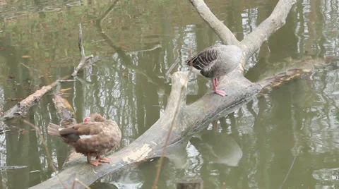 Two lonely duck on the pond Video stock 32585746