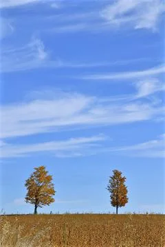 Two lonely maple trees and low horizon panoramic landscape Stock Photos