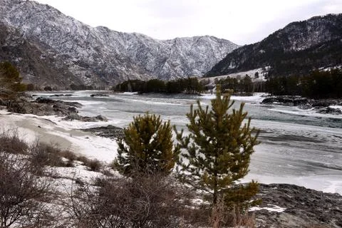 Two lonely pine trees on a rocky bank of a frozen river surrounded by snow-ca Stock Photos