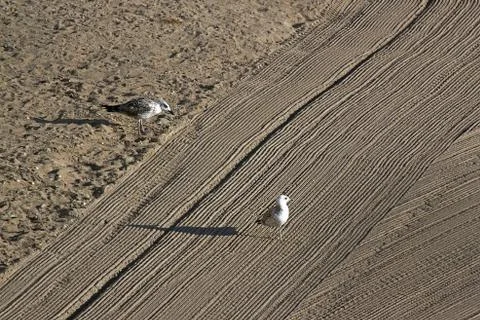 Two lonely seagulls on cleaned by a tractor sand on the Mediterranean Sea in  Stock Photos
