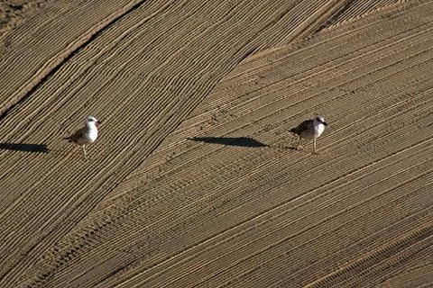 Two lonely seagulls on cleaned by a tractor sand on the Mediterranean Sea in  Stock Photos