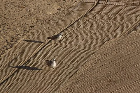 Two lonely seagulls on cleaned by a tractor sand on the Mediterranean Sea in  Stock Photos