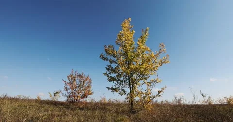 Two lonely small trees sway on a strong setra in an autumn field in October.	 Video stock 168182647