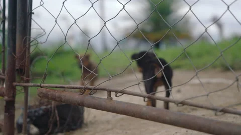 Two lonely stray puppies standing behind a rusty chain-link fence in a shelter Stock Footage 335380966