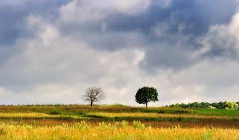 Two lonely trees Stock Photos