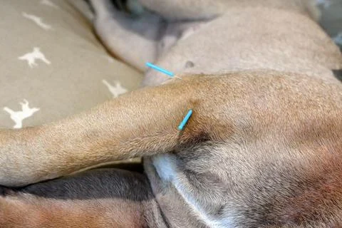Two long blue acupuncture needles sticking in upper arm of dog to treat severe Stock Photos