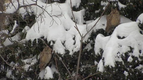 Two Long-eared Owls on a branch tree, winter, funny Eurasian Eagle-Owls, birds Stock Footage 34535768