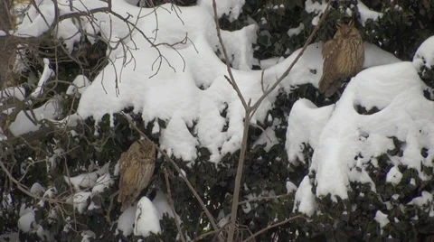 Two Long-eared Owls on a branch tree, winter, funny Eurasian Eagle-Owls, birds Stock Footage 34536739