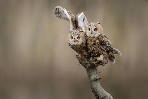 Two Long-eared owls looking at the camera sitting outdoors on a branch Stock Photos