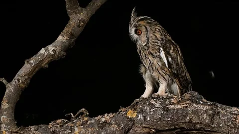 Two Long-eared Owls perched on a gnarled branch at night. Video stock 301071984