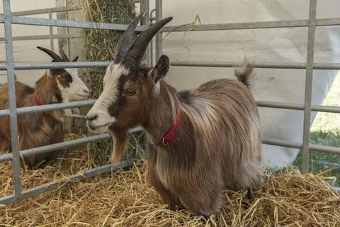 Two long haired gaots in their pens Stock Photos