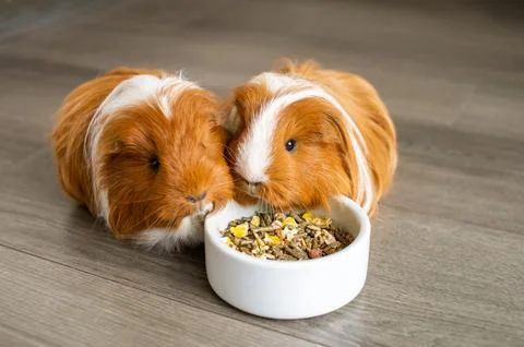 Two long-haired guinea pigs eat food from a plate indoors Stock Photos