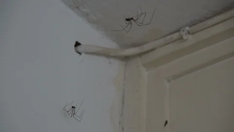 Two Long Legs Spiders - Cellar Spider - ... | Stock Video | Pond5