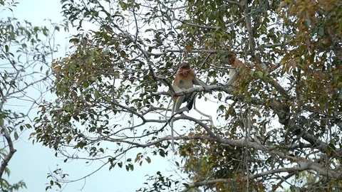 Two long nose proboscis monkey swinging and jumping between the trees, Stock Footage 116247053