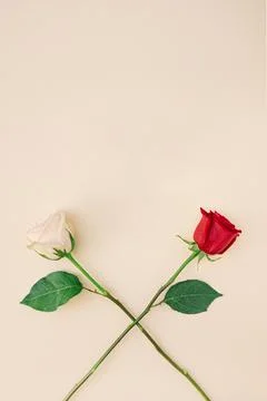 Two long stem roses on muted color background with copy space for Valentine's 스톡 사진