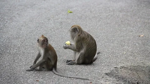 Two Long Tailed Macaque Monkeys in Kuala Lumpur, Malaysia Video stock 1044150