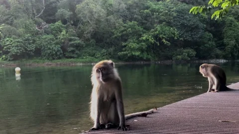 Two long-tailed macaque. Monkeys play  near reservoir. Low angle view Stock Footage 130483376