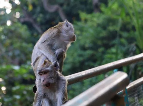 Two Long-Tailed Macaque Monkeys Grooming and Sitting on Railing in Forest Photos
