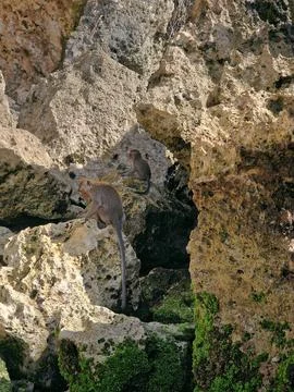 Two Long-Tailed Macaques Climbing Coastal Cliffs at Padang Padang Beach Stock Photos