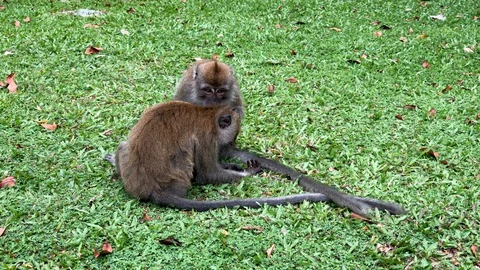 Two long-tailed macaques grooming on the grass. Stock Footage 129804569