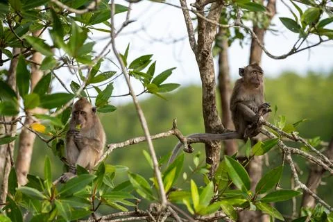 Two long tailed macaques in mangrove canopy 库存照片