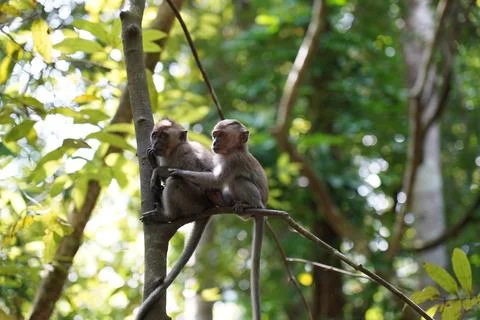 Two Long Tailed Macaques Sitting on a Tree Branch Photos