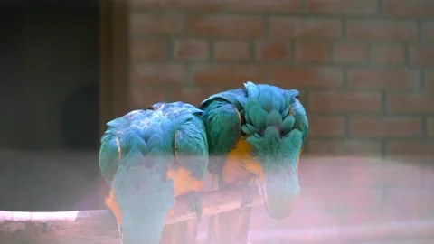 Two long-tailed macaw parrot with colorful feathers. Stock Footage 246880205