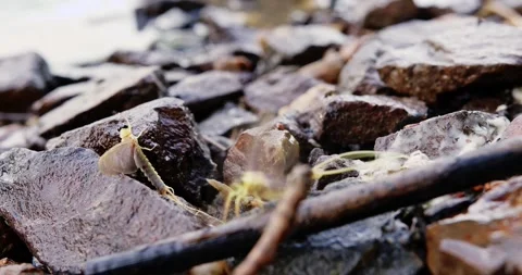 Two long-tailed mayflies resting on a rocks on riverbank of Tisza in Serbia Stock Footage 268989170