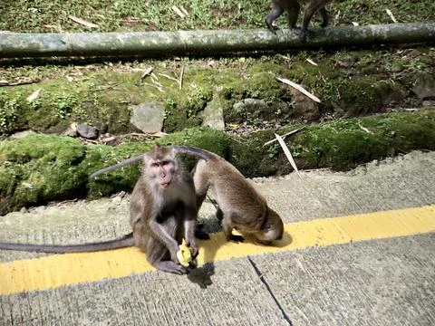 Two long-tailed monkeys or Crab eating macaques eating bananas Stock-Fotos