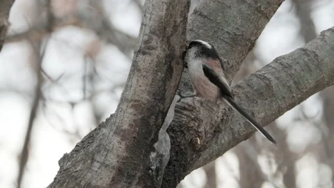 Two long-tailed tits eating on a tree Video stock 231769277