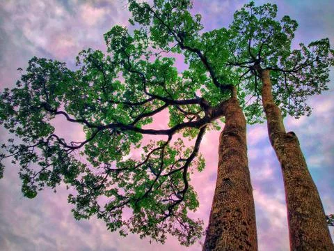 Two long trees beside each other with green leaves in western ghats. Stock Photos