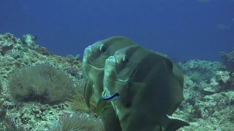 Two Longfin Batfish with two Wrasse Stock Footage 80517697