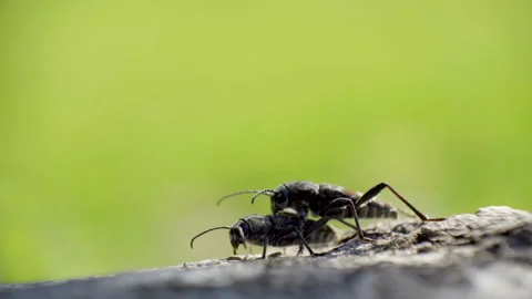 Two longhorn beetle mating on each other Stock Footage 137358275