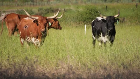 Two Longhorns Stock Footage 240645416