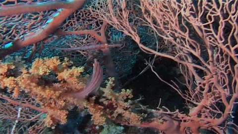 Two Longnose Hawkfish Swims Among Red Gorgonian Coral Stock Footage 301030695