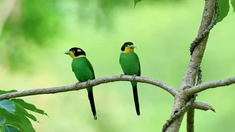 Two longtailed broadbills perched on a tree branch in the forest Stock Footage 335491493