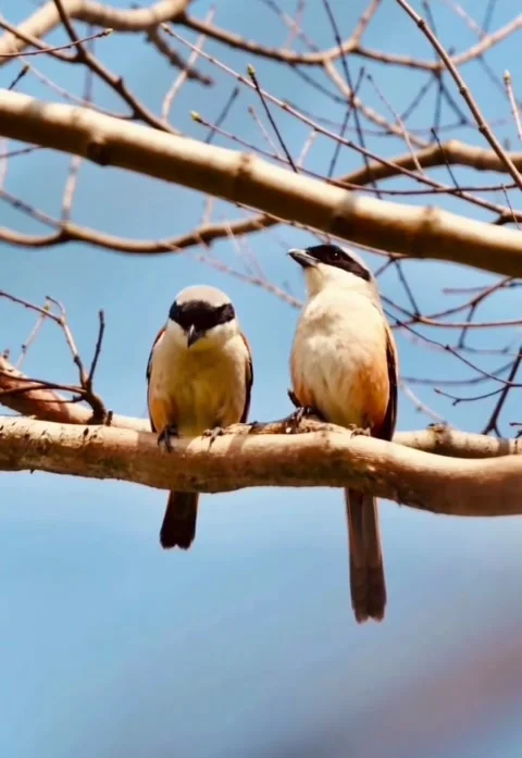 Two longtailed shrikes perched on a tree branch against a blue sky Stock-Footage 336033320