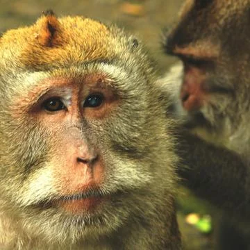 Two looks Stock Photos