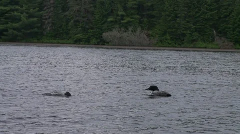Two loons on a lake Stock Footage 8557872