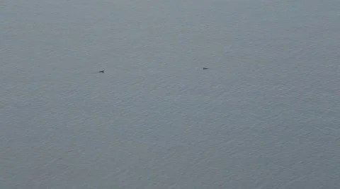 Two loons meeting Stock Footage 40461099