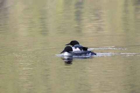Two Loons Фото