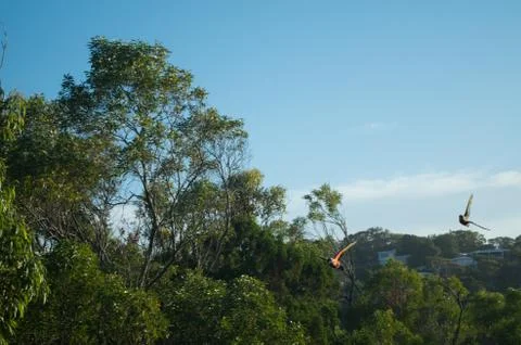 Two lorikeets in flight Stock Photos