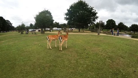 Two lost deers on a meadow looking for the way back Stock Footage 80067319