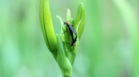 Two Love Bugs 01 Stock Footage 11144909