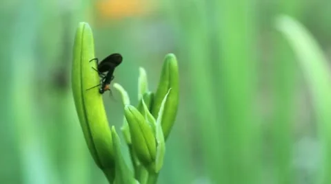 Two Love Bugs 02 Stock Footage 11144911